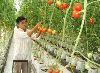 Thực trạng áp dụng chế độ kế toán với hộ kinh doanh cá thể