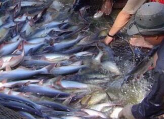 Người nuôi cá tra bắt buộc phải đổi mới để sống còn