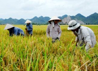 Lúa và cá tra lỗ nặng đang khiến nông dân điêu đứng