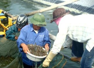 Tôm được giá vẫn “treo” ao